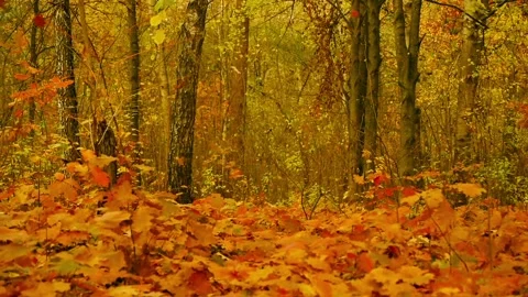 Autumn leaf fall, slow motion Stock Footage 97928445