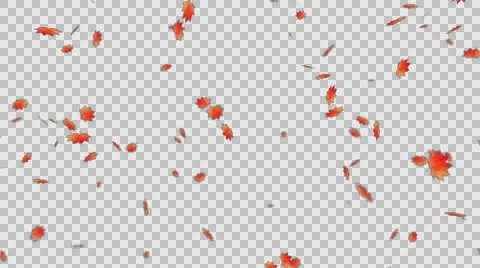 Autumn Leaf Fall (small leaves) Stock Footage 67548555