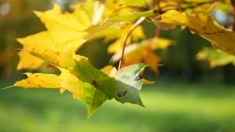 Autumn, leaf fall, sunny day in the autumn forest. Stock Footage 141286670