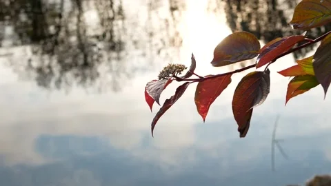 Autumn, leaf fall, sunny day in the autumn forest. Stock-Footage 141871133