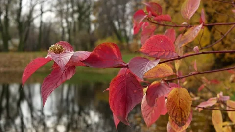 Autumn, leaf fall, sunny day in the autumn forest. Stock Footage 150122666