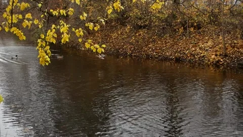 Autumn, leaf fall, sunny day in the autumn forest. Video stock 150369326