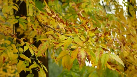 Autumn, leaf fall, sunny day in the autumn forest. Stock-Footage 150787099