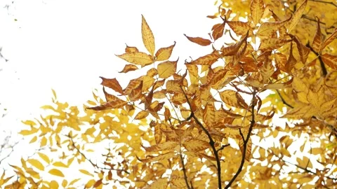 Autumn, leaf fall, sunny day in the autumn forest. Stock-Footage 150787230