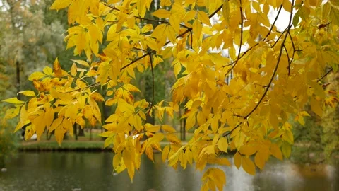 Autumn, leaf fall, sunny day in the autumn forest. Stock Footage 150787234