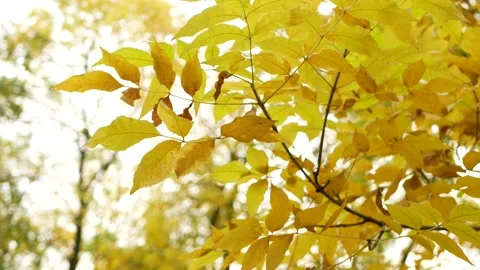 Autumn, leaf fall, sunny day in the autumn forest. Stock Footage 150787380