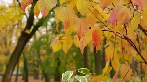 Autumn, leaf fall, sunny day in the autumn forest. Stock Footage 151312702
