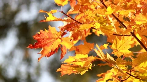 Autumn, leaf fall, sunny day in the autumn forest. Video stock 151606904