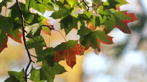 Autumn, leaf fall, sunny day in the autumn forest. Stock Footage 151606933