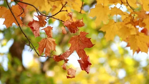 Autumn, leaf fall, sunny day in the autumn forest. Stock Footage 151606961