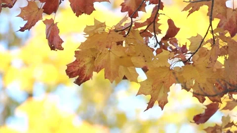 Autumn, leaf fall, sunny day in the autumn forest. Stock Footage 151606964