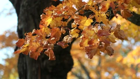 Autumn, leaf fall, sunny day in the autumn forest. Video stock 151606975