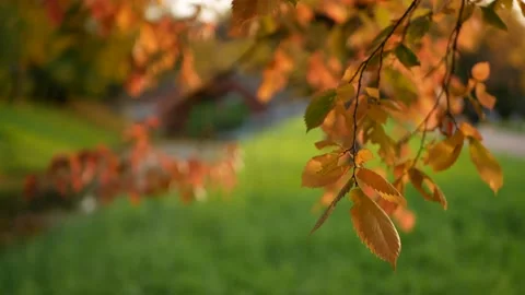 Autumn, leaf fall, sunny day in the autumn forest. Stock Footage 151626412