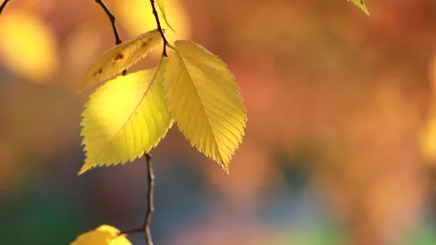 Autumn, leaf fall, sunny day in the autumn forest. Stock-Footage 152525688