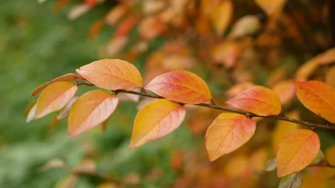 Autumn, leaf fall, sunny day in the autumn forest. Stock Footage 153495856