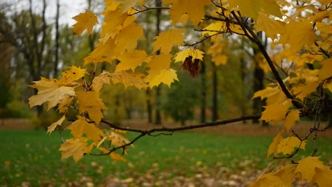 Autumn, leaf fall, sunny day in the autumn forest. Stockbeeldmateriaal 153495920