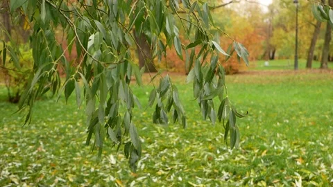 Autumn, leaf fall, sunny day in the autumn forest. Stock-Footage 153496096