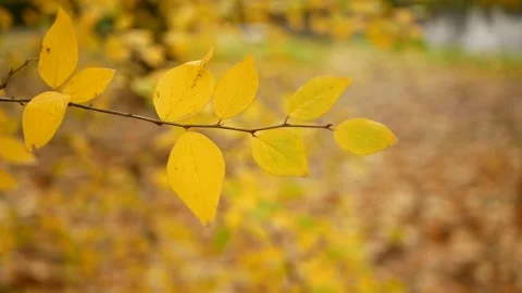 Autumn, leaf fall, sunny day in the autumn forest. Stock-Footage 153496286