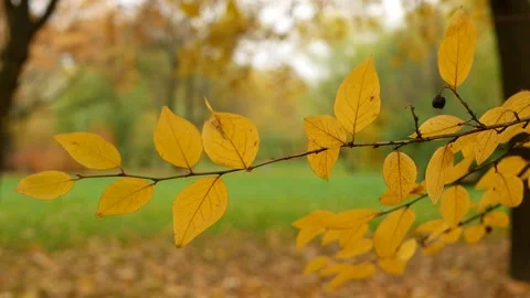 Autumn, leaf fall, sunny day in the autumn forest. Stock Footage 153496389