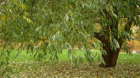 Autumn, leaf fall, sunny day in the autumn forest. Stock-Footage 153496592
