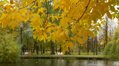 Autumn, leaf fall, sunny day in the autumn forest. Stock Footage 161094004