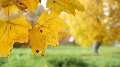Autumn, leaf fall, sunny day in the autumn forest. Stock Footage 162178475