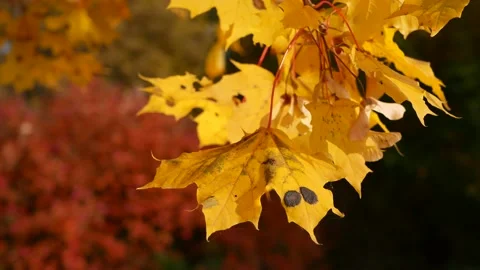 Autumn, leaf fall, sunny day in the autumn forest. Stock Footage 162178497