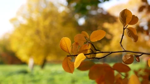 Autumn, leaf fall, sunny day in the autumn forest. Video stock 162178690