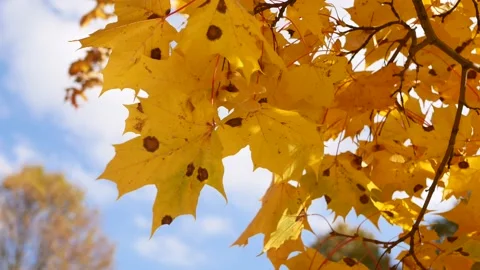 Autumn, leaf fall, sunny day in the autumn forest. Stock Footage 162178878