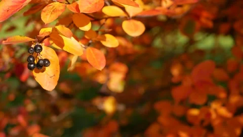 Autumn, leaf fall, sunny day in the autumn forest. Stock Footage 162178889
