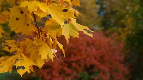 Autumn, leaf fall, sunny day in the autumn forest. Stock-Footage 162608899