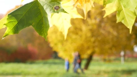 Autumn, leaf fall, sunny day in the autumn forest. 動画素材 162609062