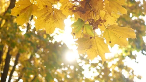 Autumn, leaf fall, sunny day in the autumn forest. Stock Footage 162609207