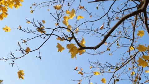 Autumn, leaf fall, sunny day in the autumn forest. 動画素材 162949453