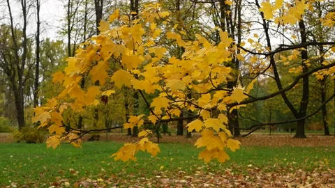 Autumn, leaf fall, sunny day in the autumn forest. 스톡 동영상 165148445