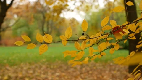 Autumn, leaf fall, sunny day in the autumn forest. Stock Footage 165148487