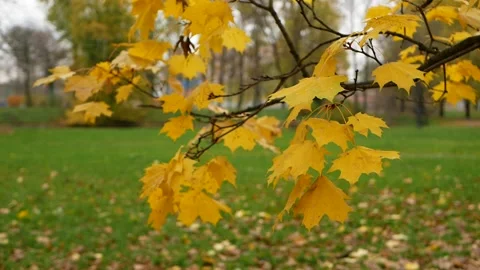 Autumn, leaf fall, sunny day in the autumn forest. Stock Footage 165148698
