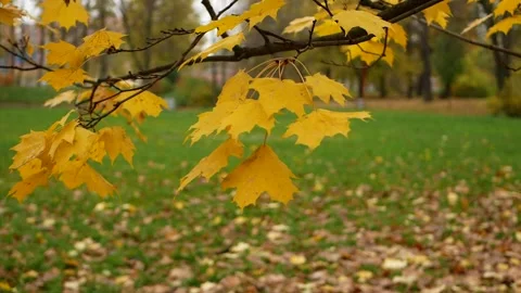 Autumn, leaf fall, sunny day in the autumn forest. Stock Footage 165148819