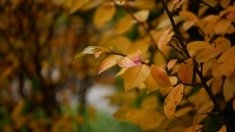 Autumn, leaf fall, sunny day in the autumn forest. Video stock 165148897