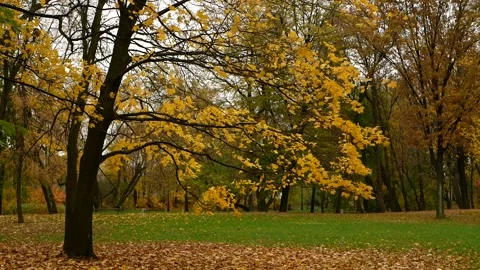 Autumn, leaf fall, sunny day in the autumn forest. Stock Footage 165149104