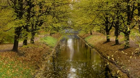 Autumn, leaf fall, sunny day in the autumn forest. Stock-Footage 165149256