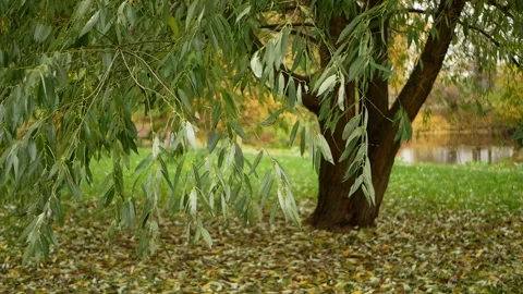 Autumn, leaf fall, sunny day in the autumn forest. Video stock 165149302