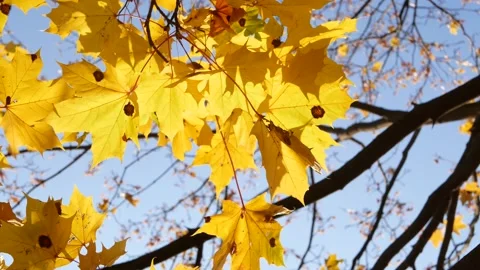 Autumn, leaf fall, sunny day in the autumn forest. Stock-Footage 165278610