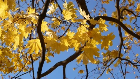 Autumn, leaf fall, sunny day in the autumn forest. Stock-Footage 165278722
