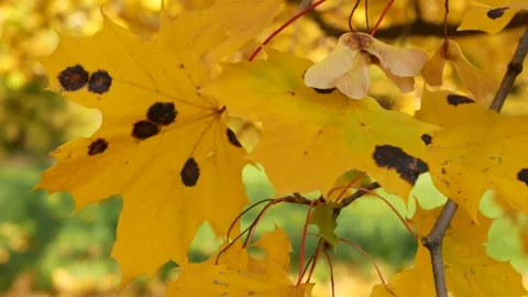 Autumn, leaf fall, sunny day in the autumn forest. Stock-Footage 165278842