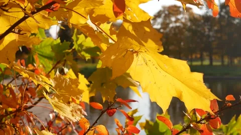 Autumn, leaf fall, sunny day in the autumn forest. Stock Footage 165278948