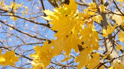 Autumn, leaf fall, sunny day in the autumn forest. Video stock 165279006
