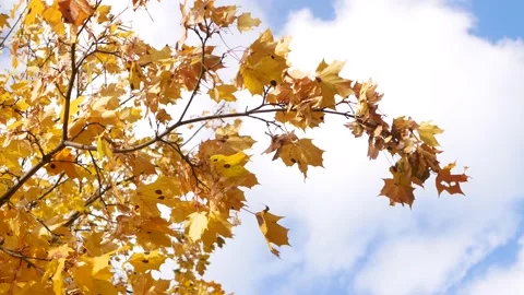Autumn, leaf fall, sunny day in the autumn forest. Video stock 165691396