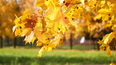 Autumn, leaf fall, sunny day in the autumn forest. Stock Footage 165691579