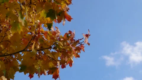 Autumn, leaf fall, sunny day in the autumn forest. Stock-Footage 165691699